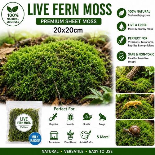 Live fern moss sheet 20x20cm - moss,