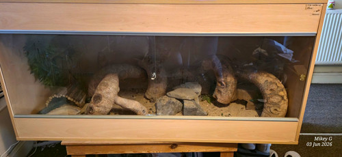Vivexotic reptile - vivexotic,