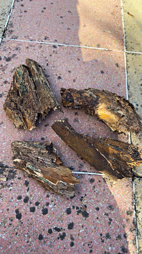 Wood for bearded - , dragons