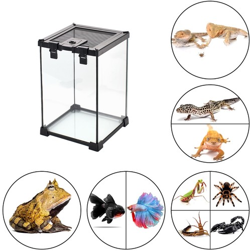 Reptile terrarium glass - reptile,