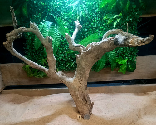 Talawa wood aquascaping - talawa,