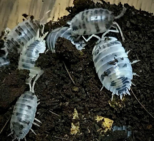 Live dairy cow isopods - cow,