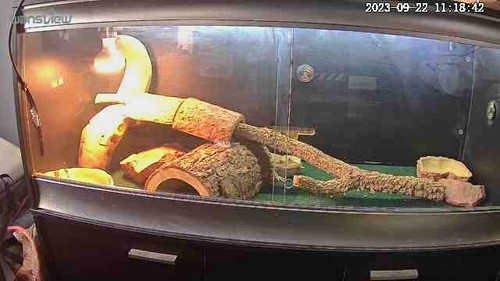 Glass reptile vivarium - glass,
