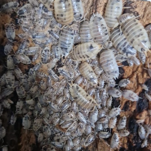 Live isopods woodlice colony - live,