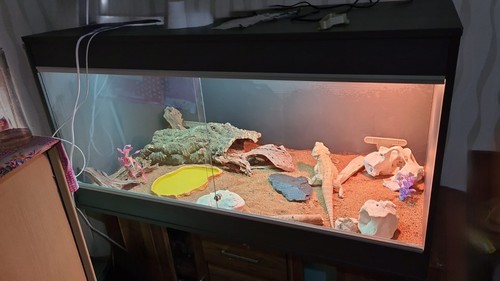 Vivarium 4ft with - vivarium,