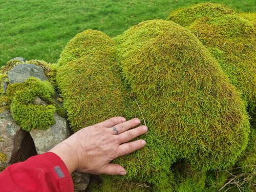 Live carpet moss - 3, x
