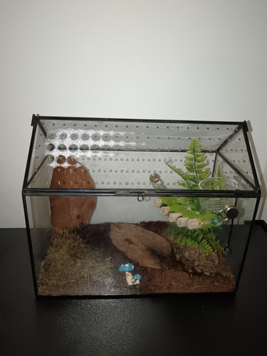 Glass terrarium praying - glass,