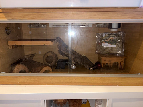 Reptile vivarium decor - reptile,